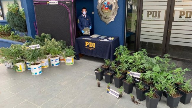 PDI descubrió cultivo de marihuana cuando buscaba a prófugo por robo
