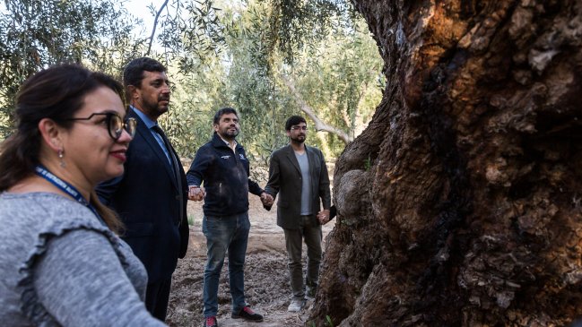 Inician mesa para reforzar la protección y puesta en valor de los olivos centenarios de Arica