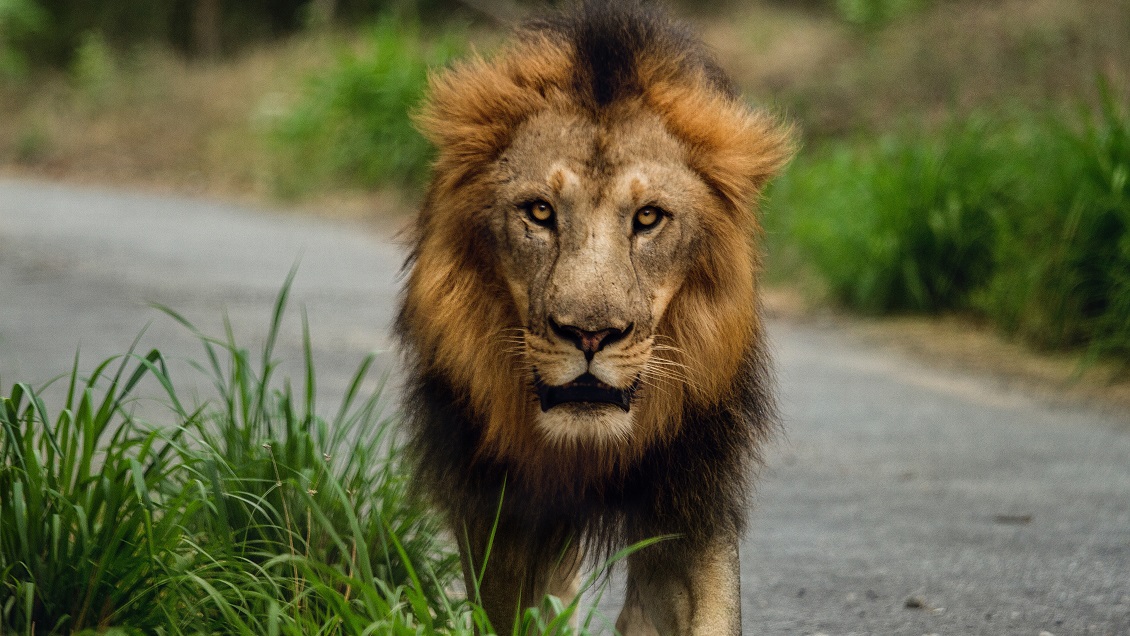 Leones escaparon de parque nacional y provocaron alerta en calles de Sudáfrica