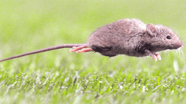 Los Ríos: Confirman contagio de virus hanta en hombre de 37 años