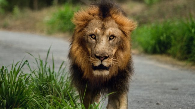 Leones escaparon de parque nacional y provocaron alerta en calles de Sudáfrica