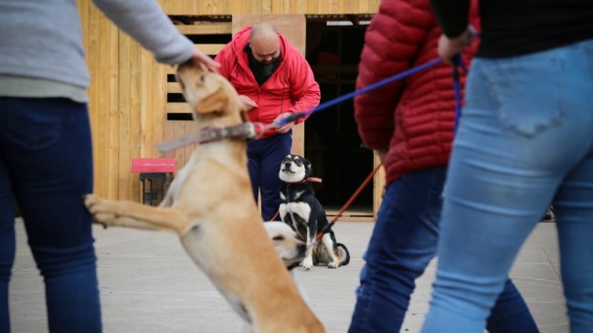 Jóvenes del Sename participan en rehabilitación de perros en Graneros
