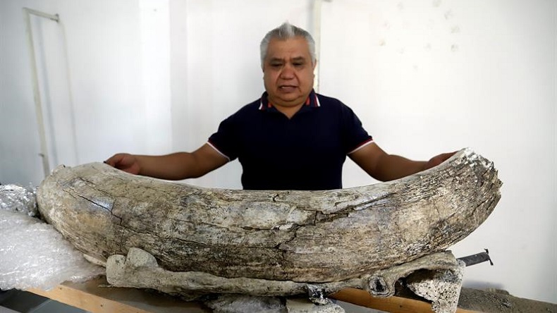 Hallan fósiles de mamut, camello y perro lobo gigante mientras realizaban obras en México