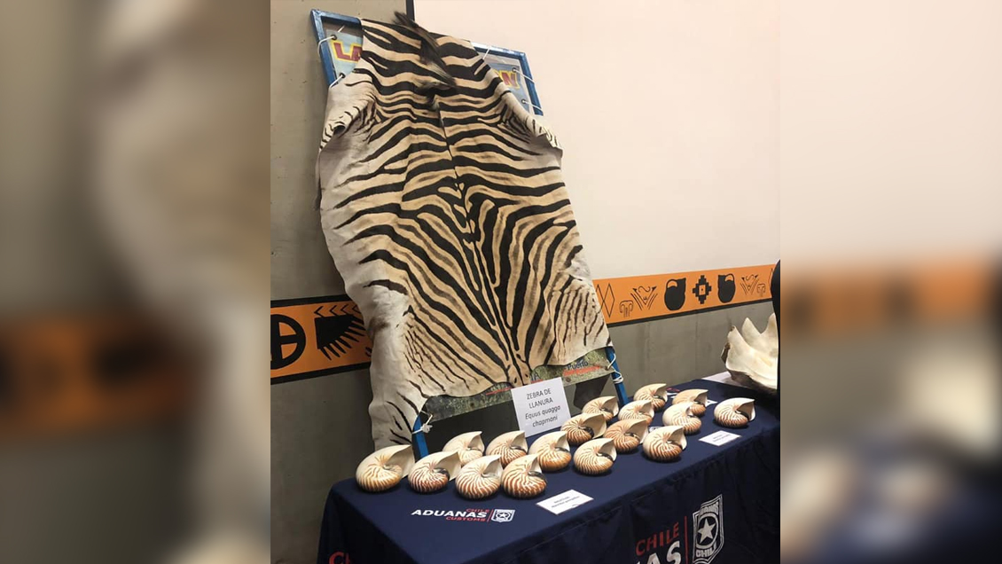 Aduanas entregó cabeza de cocodrilo, piel de cebra y fósiles a museo