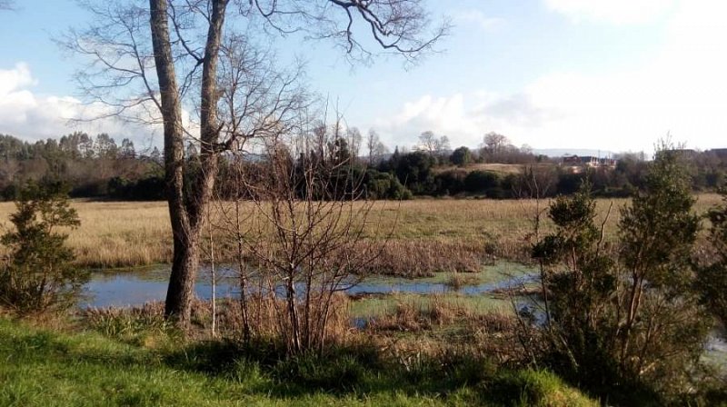 Dan El Primer Paso Para Declarar Al Humedal Angachilla De Valdivia Santuario De La Naturaleza