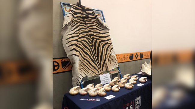 Aduanas entregó cabeza de cocodrilo, piel de cebra y fósiles a museo