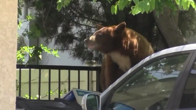 Una osa atacó a un hombre que intentaba proteger a su perro