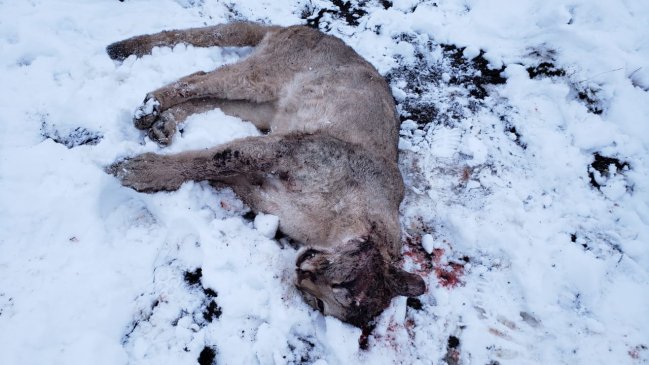 Puma fue asesinado a bala en el Parque Nacional Torres del Paine