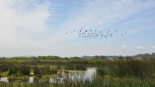 Fundación Cosmos busca restaurar el Humedal Río Maipo de Santo Domingo