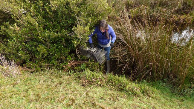 Ejecutan programa de erradicación del visón americano en Chiloé