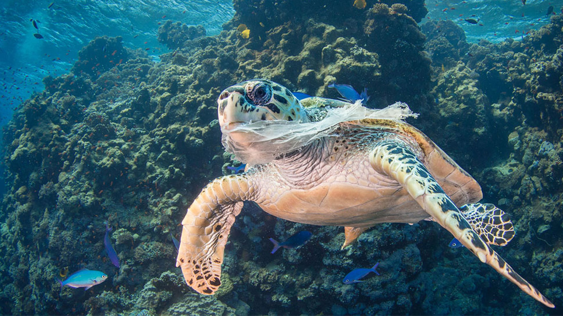 El G20 ultima marco global para reducir el plástico en los océanos