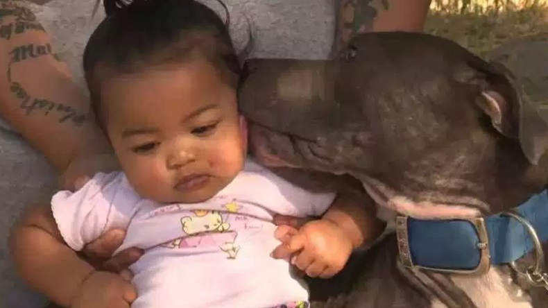 Pitbull salvó la vida de una bebé al arrastrarla del pañal durante un incendio