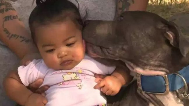 Pitbull salvó la vida de una bebé al arrastrarla del pañal durante un incendio