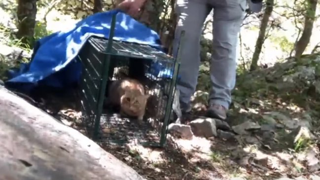 Descubren en Francia a una curiosa e intrigante especie: el gato-zorro