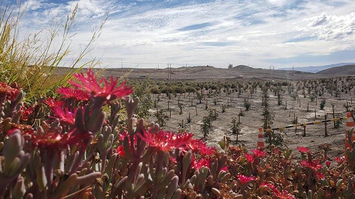 Proyecto busca reforestar el desierto de Atacama para combatir la emergencia climática
