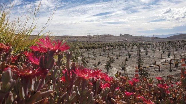Proyecto busca reforestar el desierto de Atacama para combatir la emergencia climática