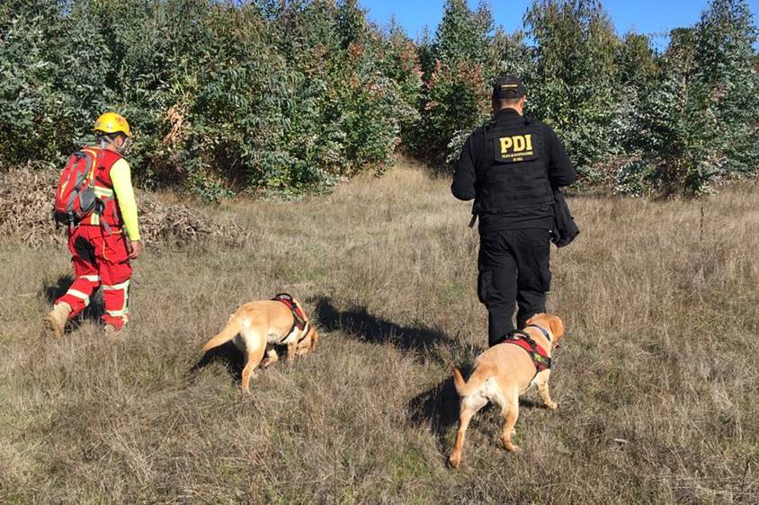 PDI sumó brigada canina a búsqueda de anciana extraviada hace más de un mes en Quirihue