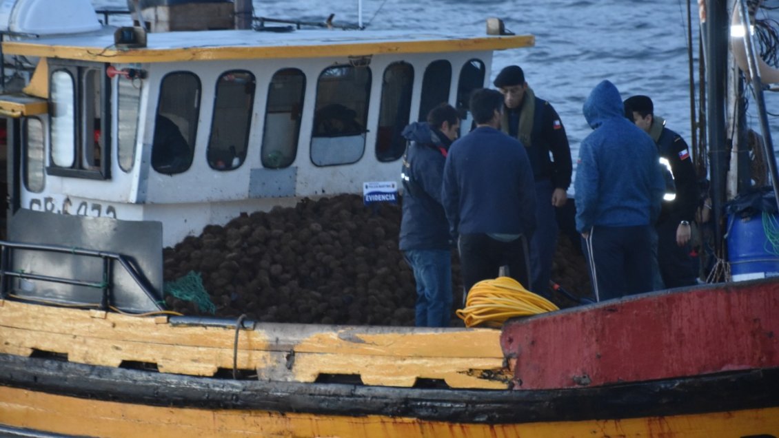 Autoridades devolvieron dos toneladas de erizos extraídos ilegalmente