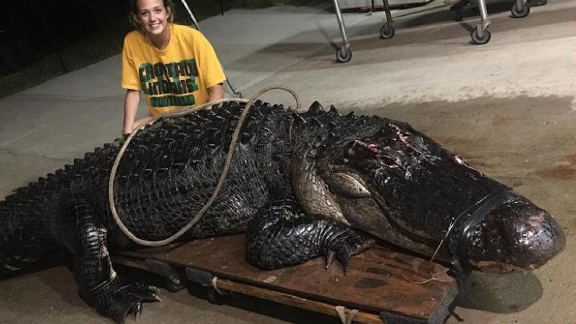 Camión chocó contra un caimán de más de tres metros en Florida