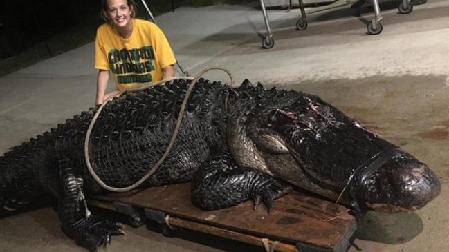 Camión chocó contra un caimán de más de tres metros en Florida