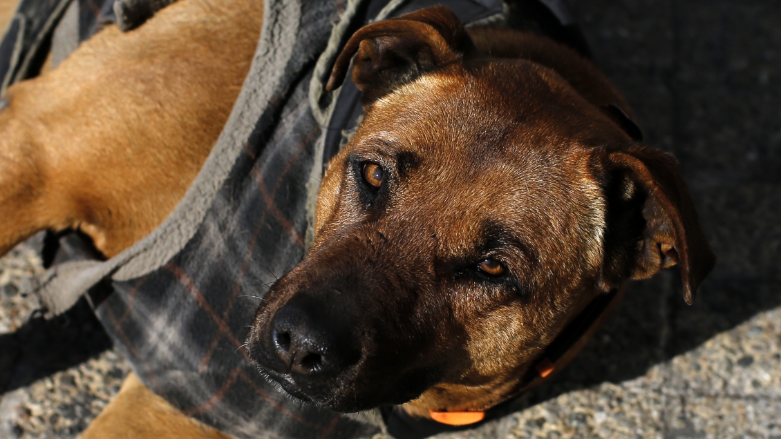 Entregan segunda camada de perros a programa de rehabilitación a cargo de jóvenes del Sename