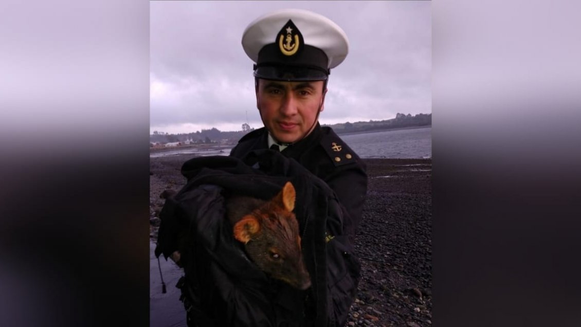 Rescatan a pudú herido en Canal de Chacao