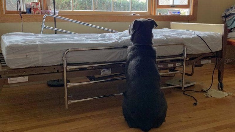 La foto viral más desgarradora: Perrito esperaba a su dueño, pero había muerto