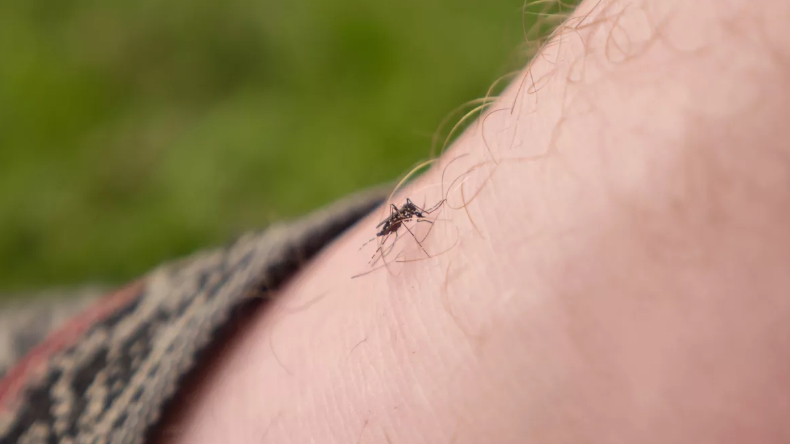 Determinan por qué los zancudos y mosquitos sólo pican a algunas personas