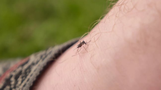 Determinan por qué los zancudos y mosquitos sólo pican a algunas personas