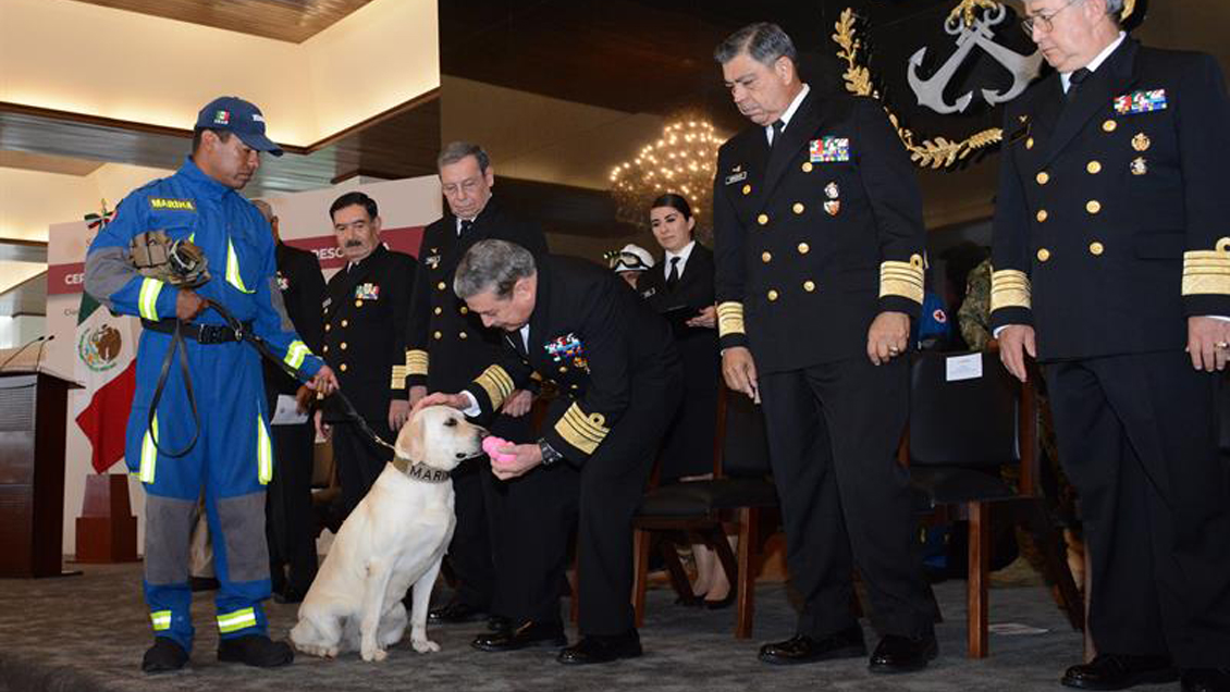 Jubilan con honores a Frida, la célebre perrita rescatista de México