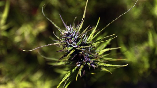 Colegio Médico expresó su rechazo a recetar marihuana: 