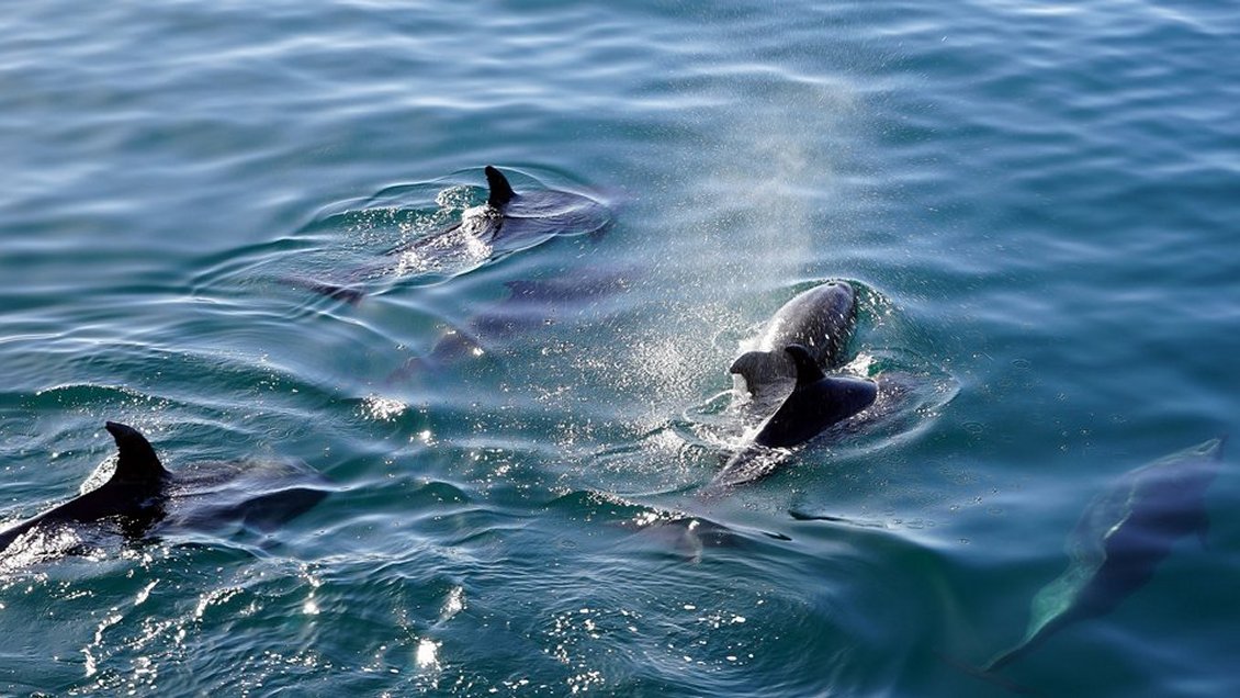EEUU: Marea roja provocó la muerte de 174 delfines en un año