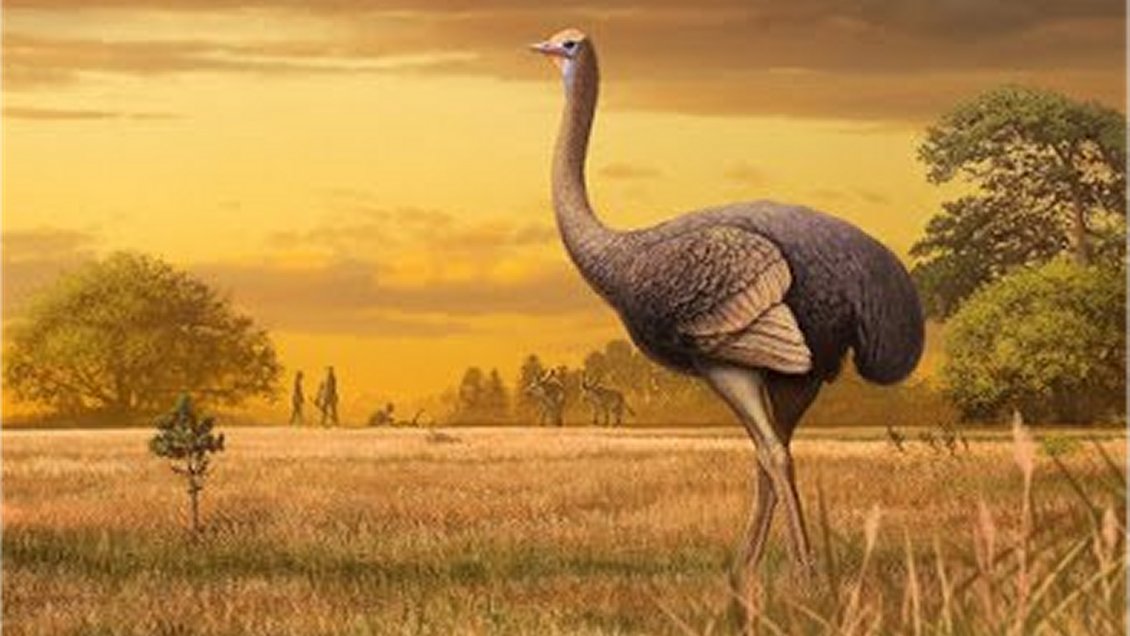 Descubren los restos de un ave gigante en el este de Europa