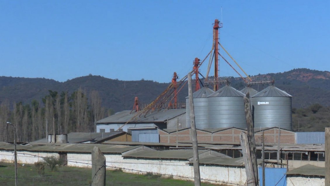 Villa Alemana: Salud abrió sumarios contra avícolas por malos olores