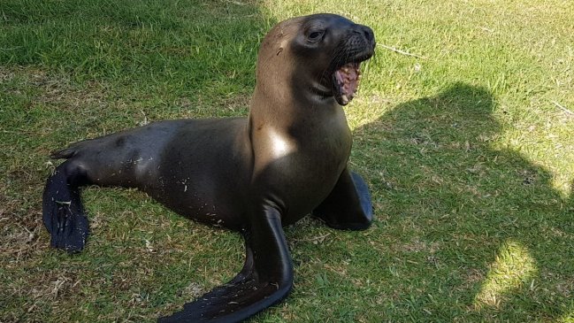 Loba marina será intervenida en Santiago tras ser encontrada con fractura expuesta