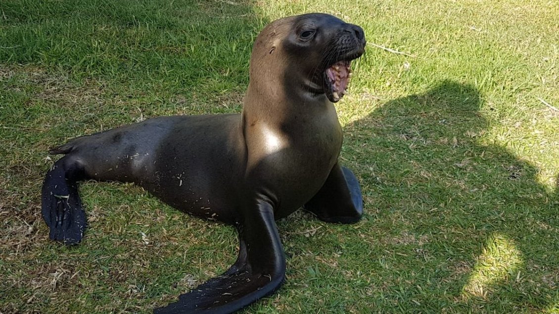 Loba marina será intervenida en Santiago tras ser encontrada con fractura expuesta