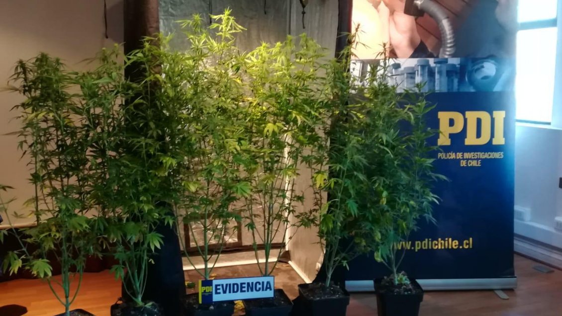 PDI detuvo a joven por tener plantas de cannabis sativa en Puerto Natales