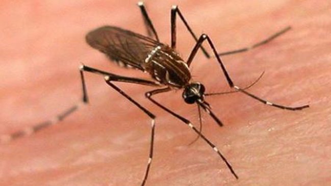 Honduras declaró emergencia nacional por el dengue