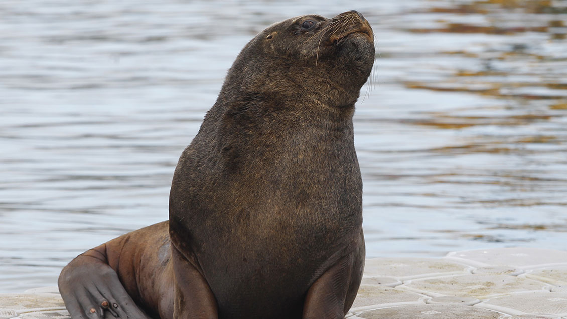 Denuncian a trabajadores por matar a balazos a un lobo marino en Aysén