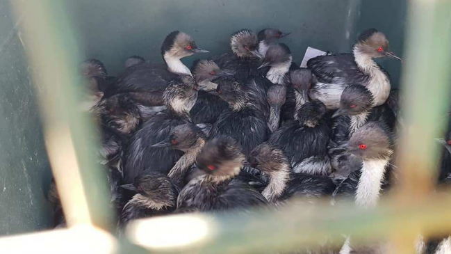 Superintendencia del Medio Ambiente investiga posible intoxicación de aves en Quintero