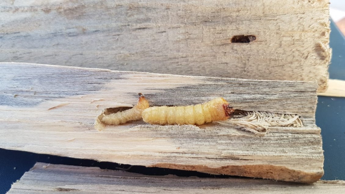 O'Higgins: Interceptan plaga en pallets de embalaje provenientes de China