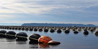 Mitilicultores exigen una solución a la disposición de residuos industriales en Chiloé