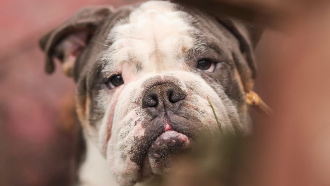 Encuentran 80 animales en 