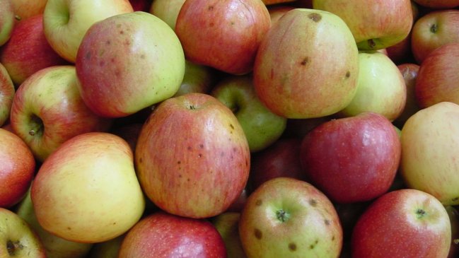 Maule: Crean sistema de predicción temprana para enfermedades de manzanas de exportación