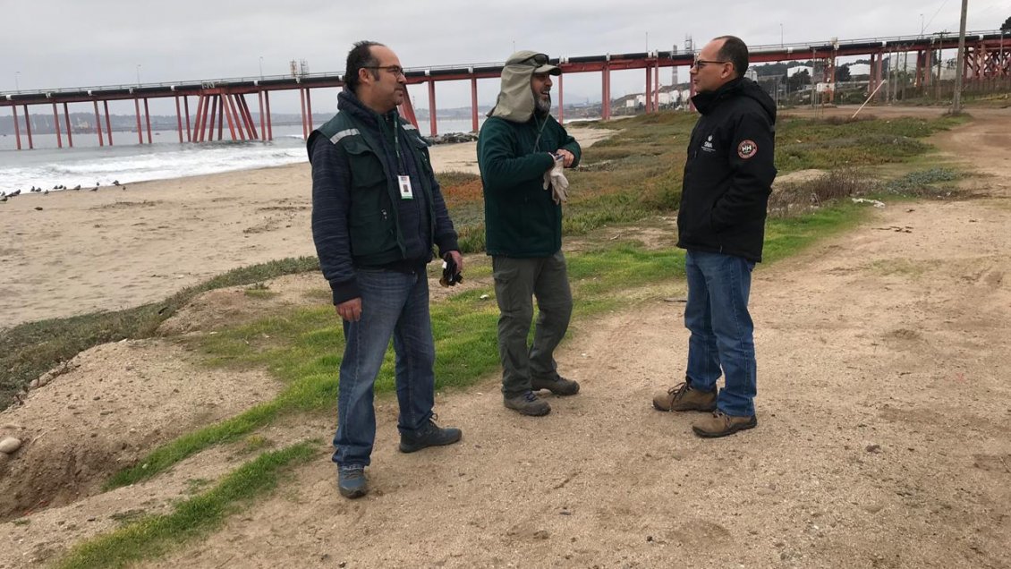 Primera hipótesis por aves muertas en Quintero: Se intoxicaron por trasvasije de combustible
