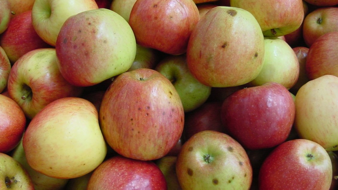 Maule: Crean sistema de predicción temprana para enfermedades de manzanas de exportación