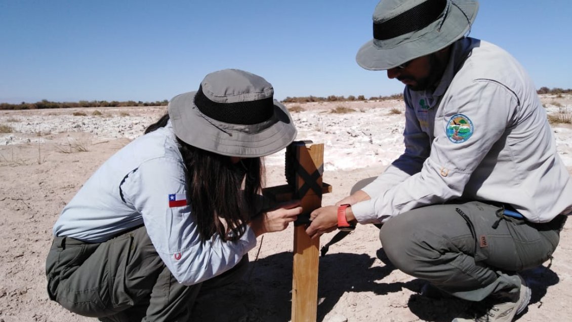 Conaf instaló cámaras trampa en la Pampa del Tamarugal