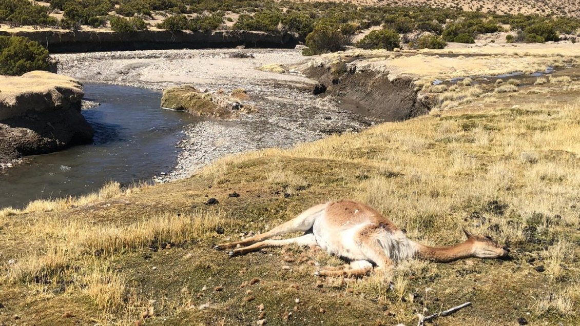 Conaf denunció caza furtiva de vicuñas en la comuna de General Lagos