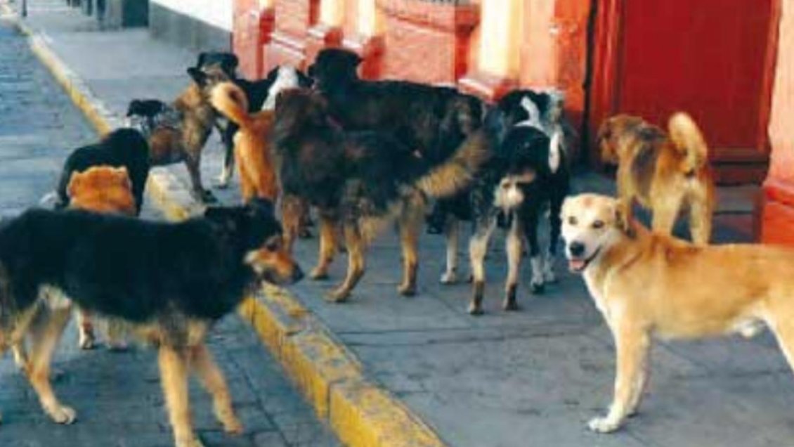 Calama contabiliza casi 500 casos de mordeduras de perros en este año