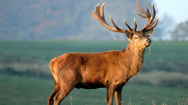 Fiscalía investiga caza furtiva de ciervos en La Araucanía